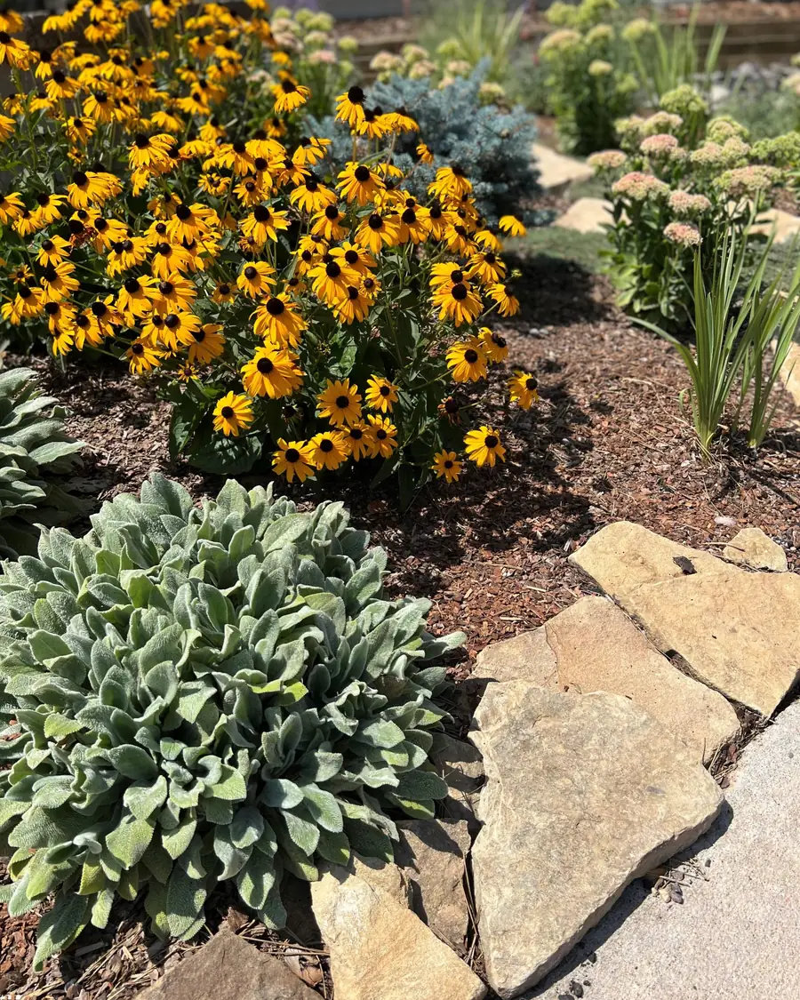 Black-eyed Susans, lamb's ear and flagstone in a garden kept by Stonegate
