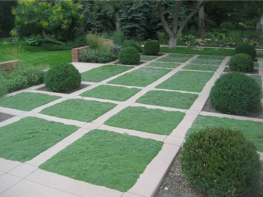 Grid of Elfin thyme squares framed in stone, with round boxwoods, in the Contemporary Courtyard