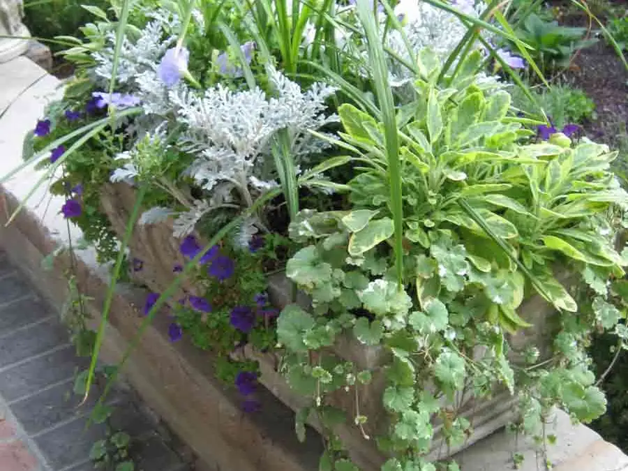 Planters and boxwood hedge in the English Garden