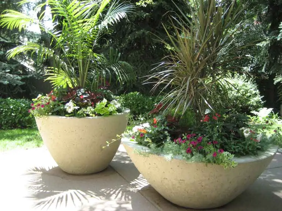 Custom-colored contemporary cement planters in the Modern garden