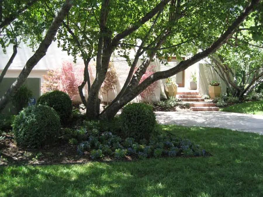 Modern home garden with round boxwoods under a mature tree