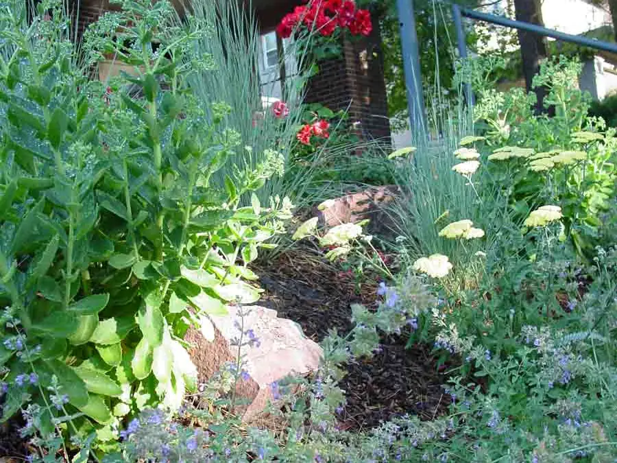 Mountain-style planting along a bungalow path