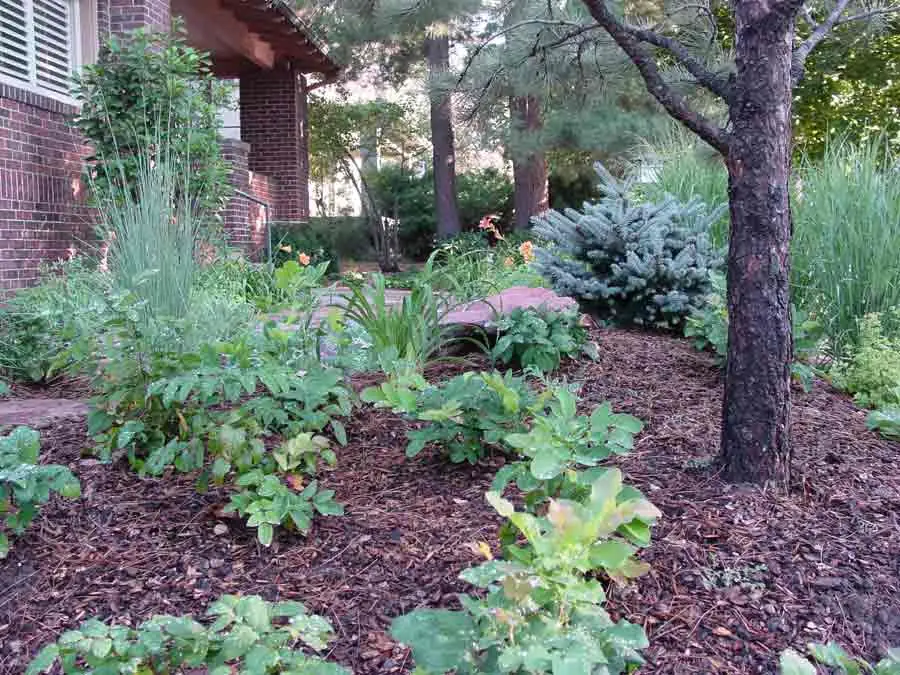 Evergreens and perennials in the Mountain garden