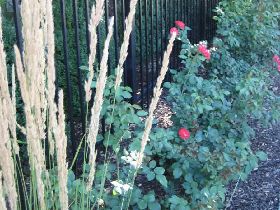 Perennials and planters along the Urban Tuscan townhouse