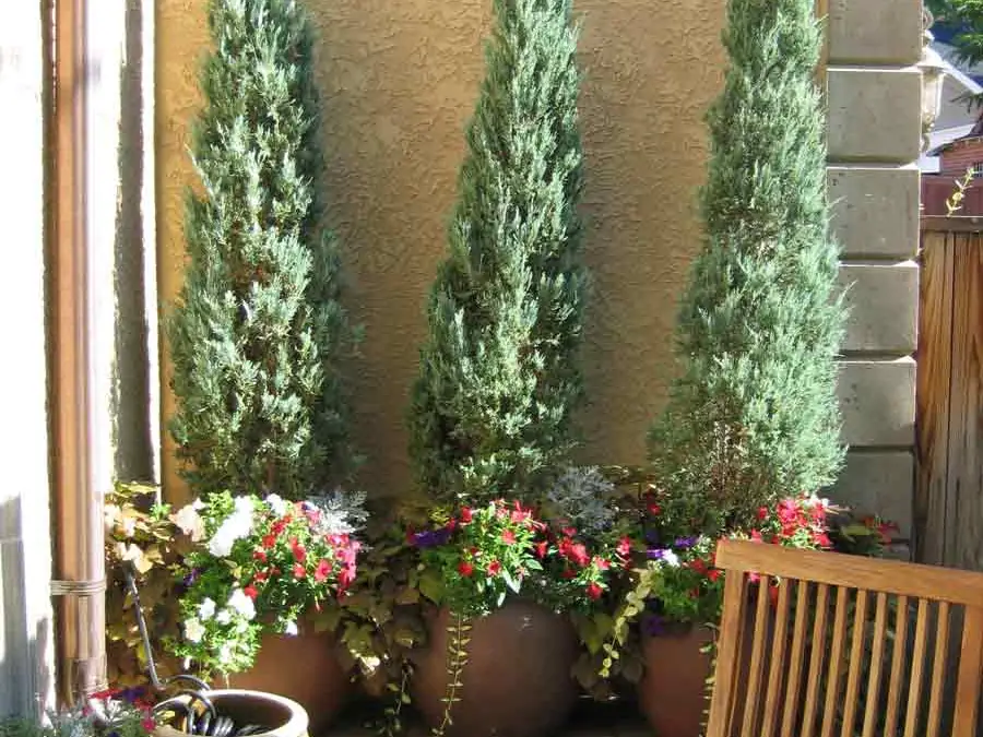 Urban Tuscan patio with planters and a custom arbor in Cherry Creek