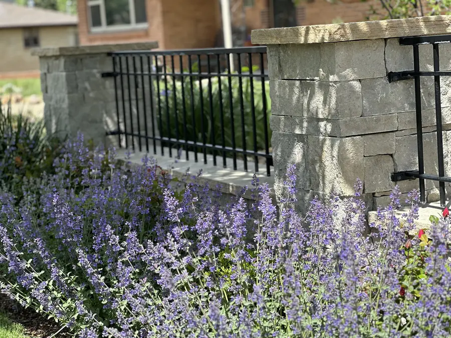 Catmint in full bloom along stone pillars and a black iron rail in a Denver front garden by Stonegate