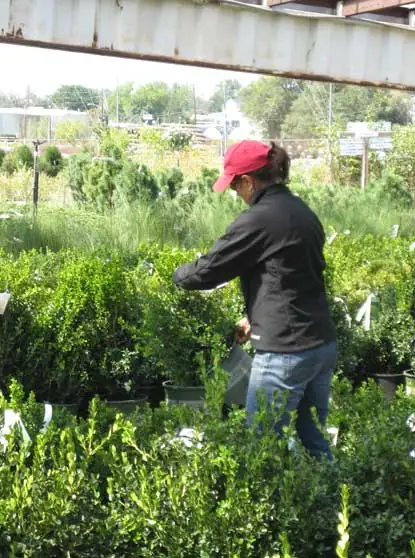 Choosing plants at a nursery for a Stonegate garden