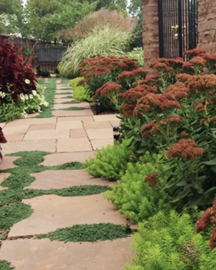 Flagstone path with creeping groundcover and red sedum