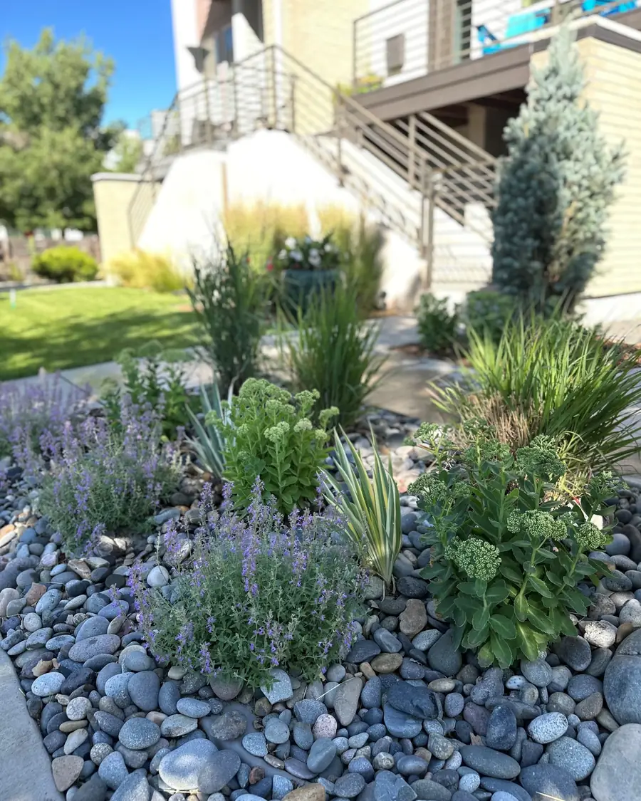 Xeriscape front yard with river rock, catmint and ornamental grasses
